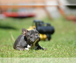 Small Photo #5 French Bulldog Puppy For Sale in Kiskoros, Bacs-Kiskun, Hungary