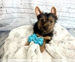 Puppy Puppy 4 lyle Yorkshire Terrier