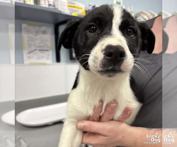 Medium Photo #1 Australian Shepherd-Unknown Mix Puppy For Sale in Washington, DC, USA