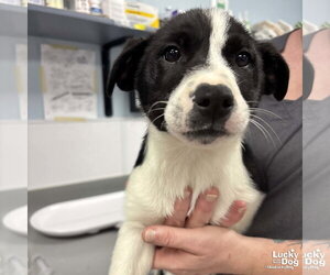 Australian Shepherd-Unknown Mix Dogs for adoption in Washington, DC, USA