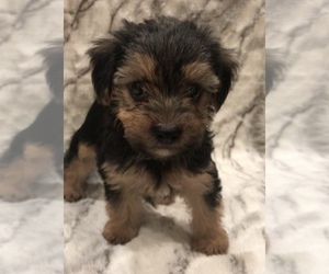 Yorkshire Terrier Puppy for sale in MOUNT CARMEL, PA, USA