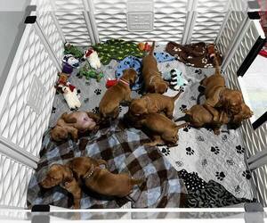 Vizsla Puppy for sale in DAYVILLE, CT, USA