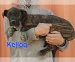 Small #6 Labrador Retriever-Plott Hound Mix