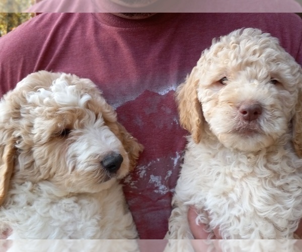 Medium Photo #1 Goldendoodle Puppy For Sale in HINCKLEY, MN, USA