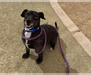 Chihuahua-Unknown Mix Dogs for adoption in Las Vegas, NV, USA