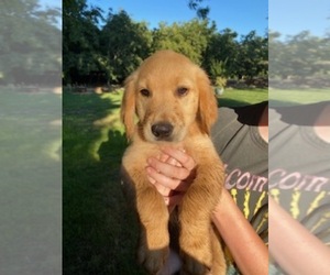 Golden Retriever Puppy for sale in MODESTO, CA, USA