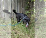 Small #1 Mutt