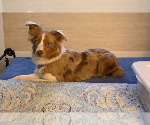 Medium Photo #1 Australian Shepherd Puppy For Sale in Dallas, TX, USA