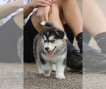 Small Photo #15 Labrador Retriever-Siberian Husky Mix Puppy For Sale in WOODFORD, VA, USA