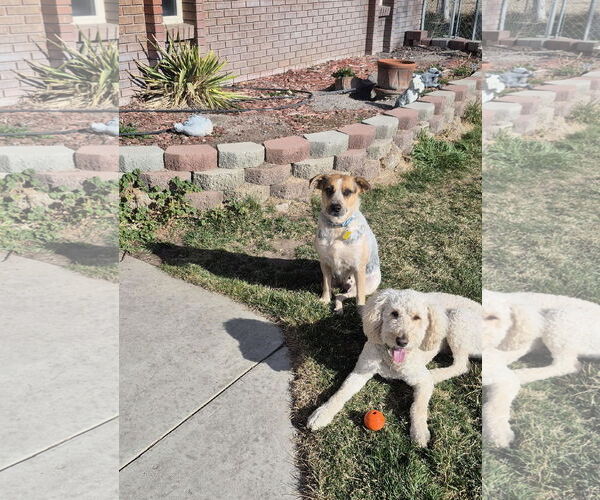 Medium Photo #3 Mutt Puppy For Sale in Sandy, UT, USA