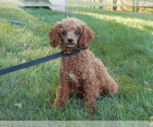 Father of the Goldendoodle (Miniature) puppies born on 03/06/2025