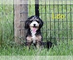 Small Photo #1 Bernedoodle (Miniature)-Cavapoo (Miniature) Mix Puppy For Sale in DENVER, PA, USA