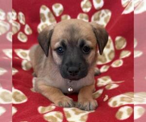 Lego Pup - Galaxy - Female Chihuahua-Unknown Mix Dog for Adoption - Photo #9