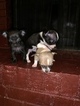 Small Photo #8 Chihuahua Puppy For Sale in MEMPHIS, TN, USA