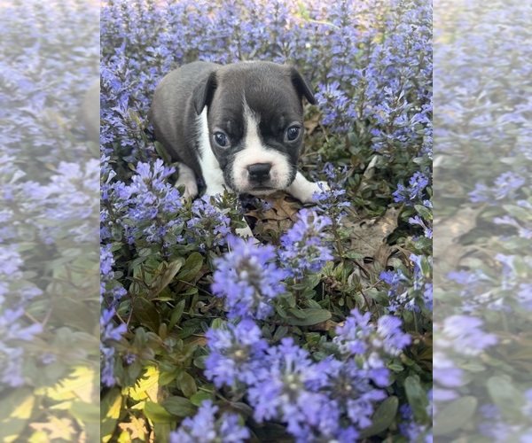 Medium Photo #2 Boston Terrier Puppy For Sale in FREDONIA, KS, USA