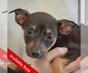 Jack Russell Terrier-Unknown Mix Dogs for adoption in Huntley, IL, USA