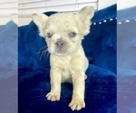 Small Photo #7 French Bulldog Puppy For Sale in SANTA FE, NM, USA