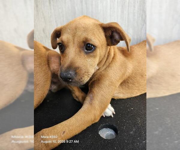 Medium Photo #1 Mutt Puppy For Sale in San Antonio, TX, USA
