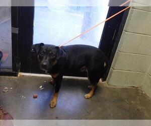 Mutt Dogs for adoption in Tulsa, OK, USA