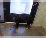 SONIC - Male Mutt Dog for Adoption - Small photo