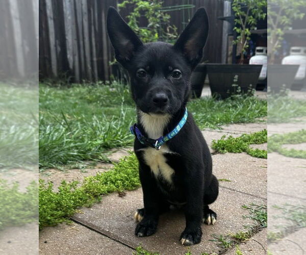 Medium Photo #4 Labrador Retriever-Unknown Mix Puppy For Sale in OKLAHOMA CITY, OK, USA