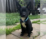 Small #3 Labrador Retriever Mix
