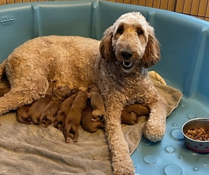 Goldendoodle (Miniature) Puppy for sale in RIVERTON, WY, USA