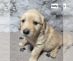 Small #2 Golden Retriever