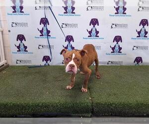 American Pit Bull Terrier-Bulldog Mix Dogs for adoption in Orlando, FL, USA