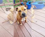 Small Photo #11 American Pit Bull Terrier-Unknown Mix Puppy For Sale in Spotsylvania, VA, USA