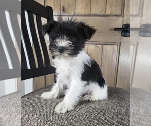 Schnauzer (Miniature) Puppy for sale in FRANKLIN, IN, USA