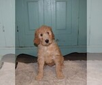 Small Photo #5 Goldendoodle Puppy For Sale in RITTMAN, OH, USA