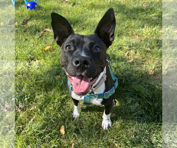 Medium Photo #14 American Pit Bull Terrier-Unknown Mix Puppy For Sale in Fargo, ND, USA