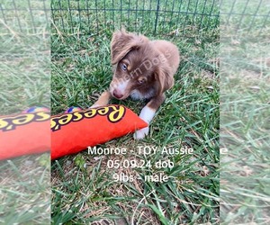 Miniature Australian Shepherd Puppy for sale in CASSVILLE, MO, USA