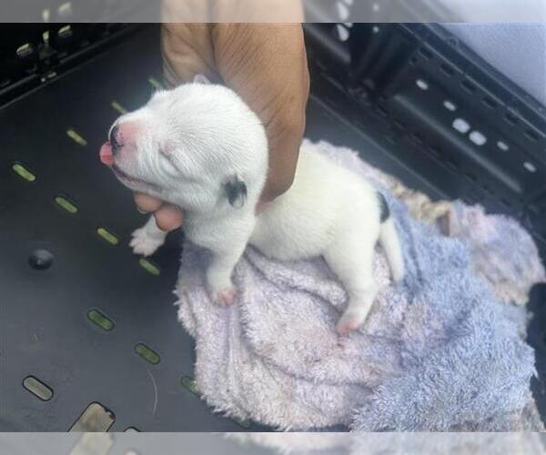 Medium Photo #1 American Pit Bull Terrier-Unknown Mix Puppy For Sale in Houston, TX, USA