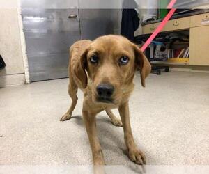 Labrador Retriever-Unknown Mix Dogs for adoption in Riverside, CA, USA