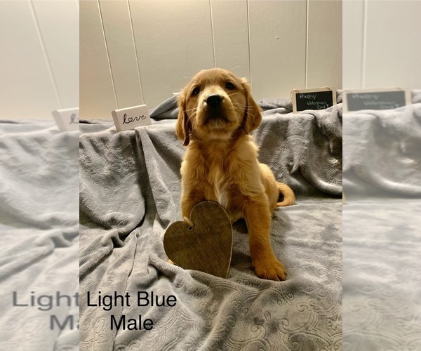 Medium Photo #2 Golden Retriever Puppy For Sale in MOLINE, IL, USA