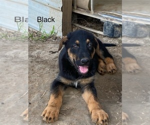 Airedale Terrier-German Shepherd Dog Mix Puppy for sale in STEEDMAN, MO, USA