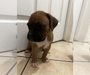 Boxer Puppy for sale in LAS VEGAS, NV, USA