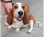 Small #4 Basset Hound Mix