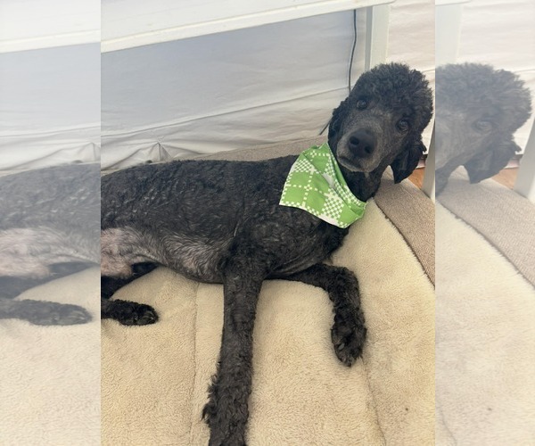 Medium Photo #4 Poodle (Standard) Puppy For Sale in Lee's Summit, MO, USA