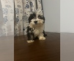 Small #38 Havanese