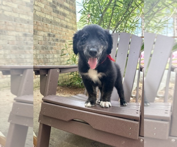 Medium Photo #9 Gollie Puppy For Sale in SANTA ROSA BEACH, FL, USA