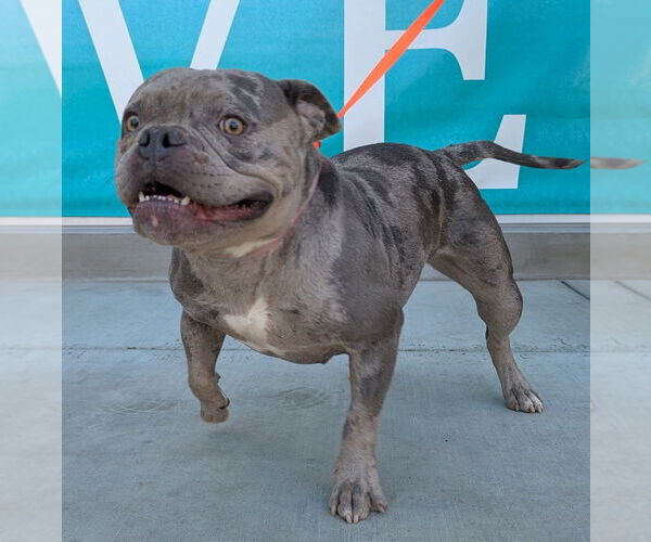 Medium Photo #2 French Bulldog Puppy For Sale in Salinas, CA, USA