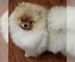 Small Photo #8 Pomeranian Puppy For Sale in SHERMAN OAKS, CA, USA