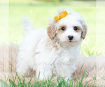 Small #2 Maltipoo (Toy)