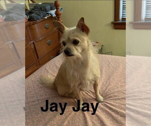 Chihuahua-Unknown Mix Dogs for adoption in Topeka, KS, USA