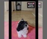 Small #2 Maltipoo (Toy)