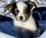 Small Photo #1 Miniature Australian Shepherd Puppy For Sale in BEATTY, OR, USA