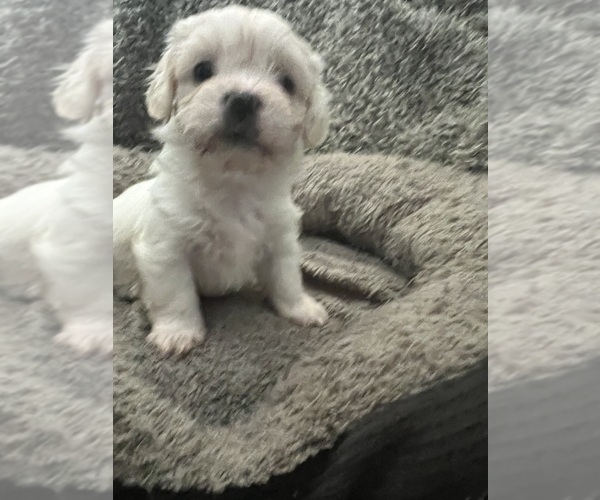 Medium Photo #35 Zuchon Puppy For Sale in RENO, NV, USA